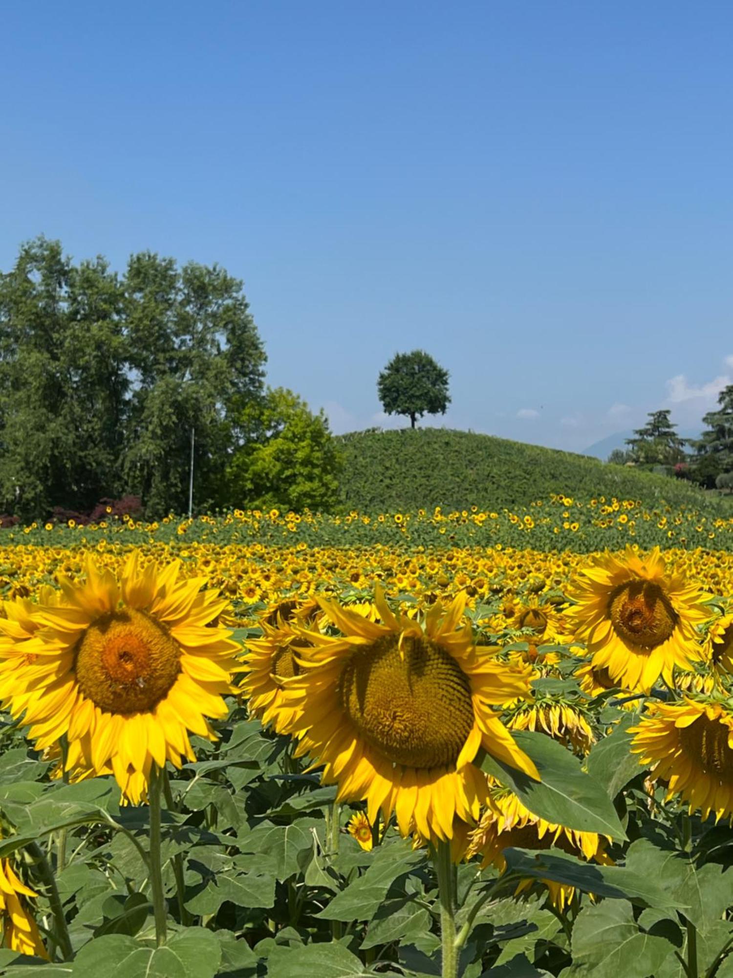 Borghetto San Biagio Relais Agriturismo Bed & Breakfast เตียเน ภายนอก รูปภาพ